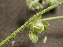 Cryptantha pterocarya az.jpg