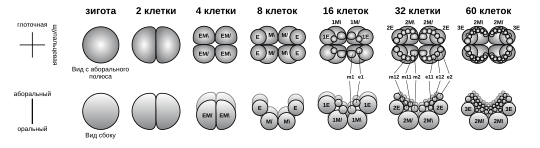 Дробление зиготы у гребневиков. Показаны глоточная и щупальцевая плоскости, направление на оральный и аборальный полюса