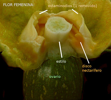 Cucurbita pepo "Zucca dell'Angola" La Paulita seed company - fiore femminile (AM05) stili sezionati e uno staminode rimosso, con etichette.jpg