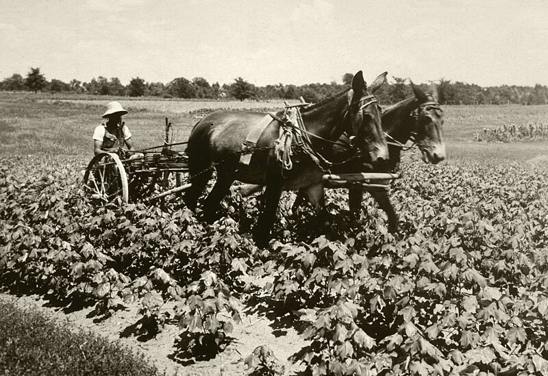 File:Cultivating cotton on a farm during the Dust Bowl, NRCSDC01002.jpg