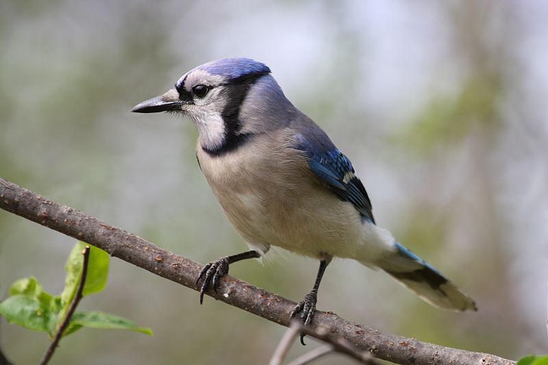 File:Cyanocitta cristata CT.jpg