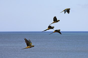 Vol de Conures de Patagonie sur l'océan à Quequén.