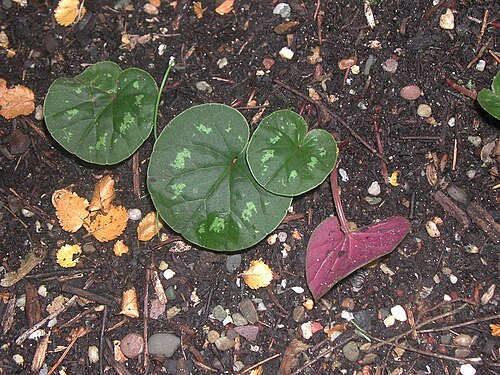 Cyclamen coum (feuilles).jpg