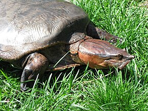 Beschrijving van afbeelding Cycloderma aubryi (29056524413) .jpg.