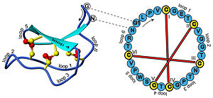 Cyclotide structure.jpg