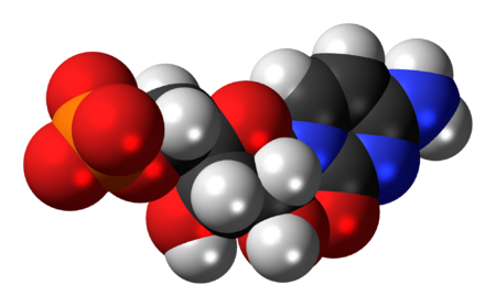 Space-filling model of the cytidine monophosphate molecule as anion (2- charge)