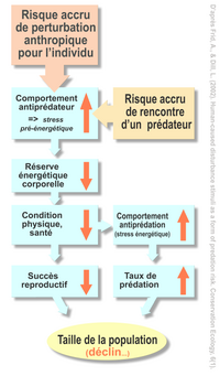 Dérangement (écologie)