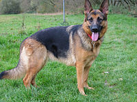 German Shepherds are large sized dogs.