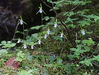 Dactylostalix ringens