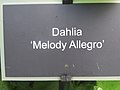 Dahlia 'Melody Allegro' 2.jpg