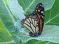 danaus plexippus at Cuba