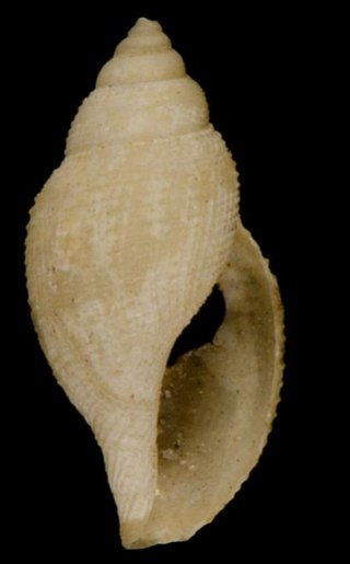 <i>Daphnella retifera</i> Species of gastropod