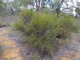 Habit Daviesia localis habit.jpg