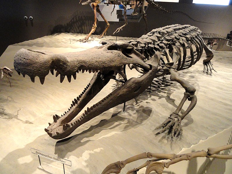 Deinosuchus