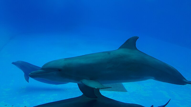 File:Delfines, acuario de Veracruz.jpg