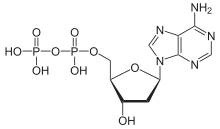 Skelettformel von Adenosindiphosphat