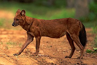 <span class="mw-page-title-main">Dhole</span> Species of mammal