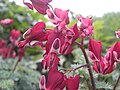 Dicentra burning hearts