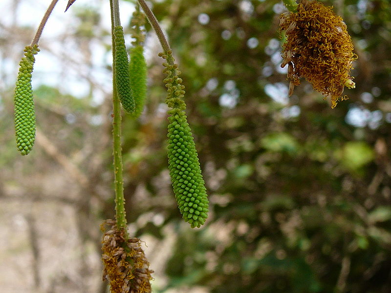 File:Dichrostachys cinerea 0007.jpg