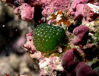 <i>Dictyosphaeria cavernosa</i> Species of algae