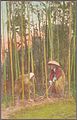 Digging up bamboo shoots (NYPL Hades-2360114-4043913).jpg