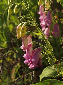 Growing in its native Spain Digitalis thapsi 20100522 1.jpg