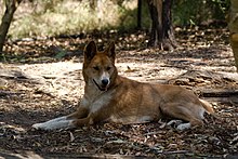 A dingo with an unusual color pattern Dingo, just relaxing.jpg