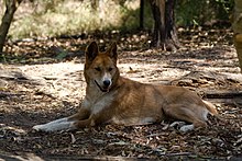 African Wild Dog Hybrid Dingo hybrids[edit]