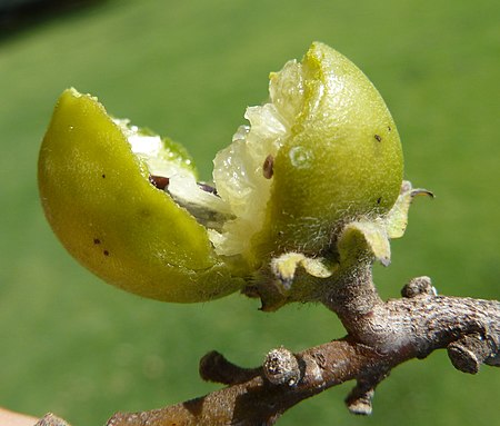 Diospyros mespiliformis, gebreekte vrug, b, Jan Celliers Park.jpg