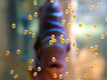 A discus guarding its eggs