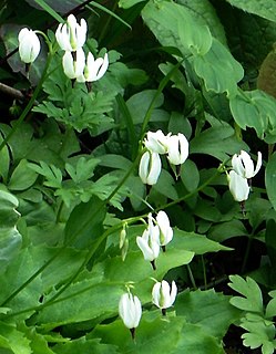 <i>Primula latiloba</i> Species of flowering plant