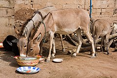 Donkeys eating.jpg