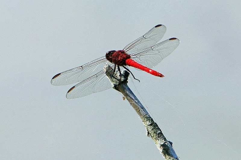 File:Dragonfly, NPSphoto, G.Gardner (9099222645).jpg