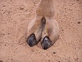Bei Kamelen sind nur noch zwei Zehen vorhanden, die Klauen sind zu Nägeln umgebildet.