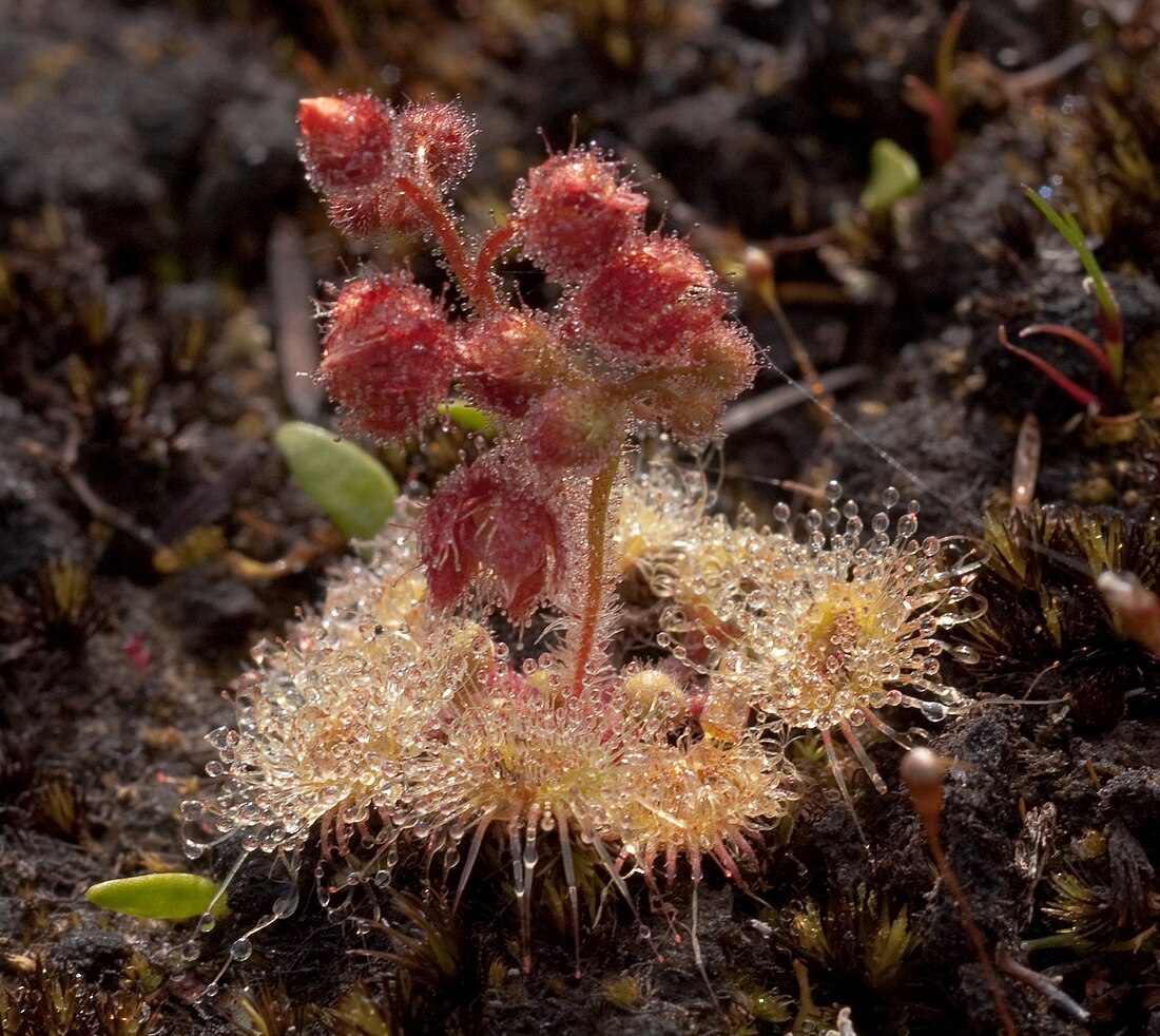 Drosera glanduligera