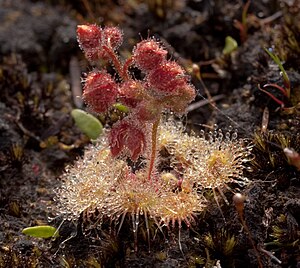 Drosera glanduligera NE Tasmania.jpg