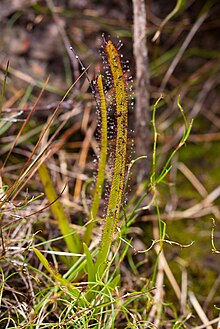 Drosera murfetii Lake Pedder Tasmania.jpg