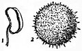 EB1911 - Malvaceae - Fig. 2.—Anther and Pollen grain of Hollyhock (Althea rosea).jpg
