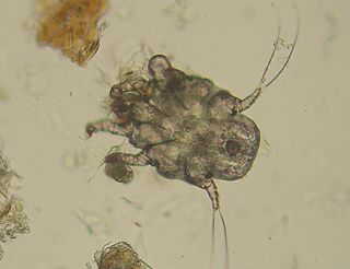 Ear mite Common name of many species of mites that live in the ears of animals and humans