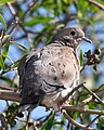Eared Dove (Zenaida auriculata) - Flickr - Lip Kee.jpg