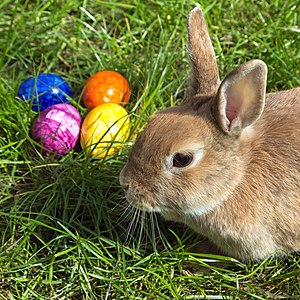 300px-Easterbunny_1.jpg