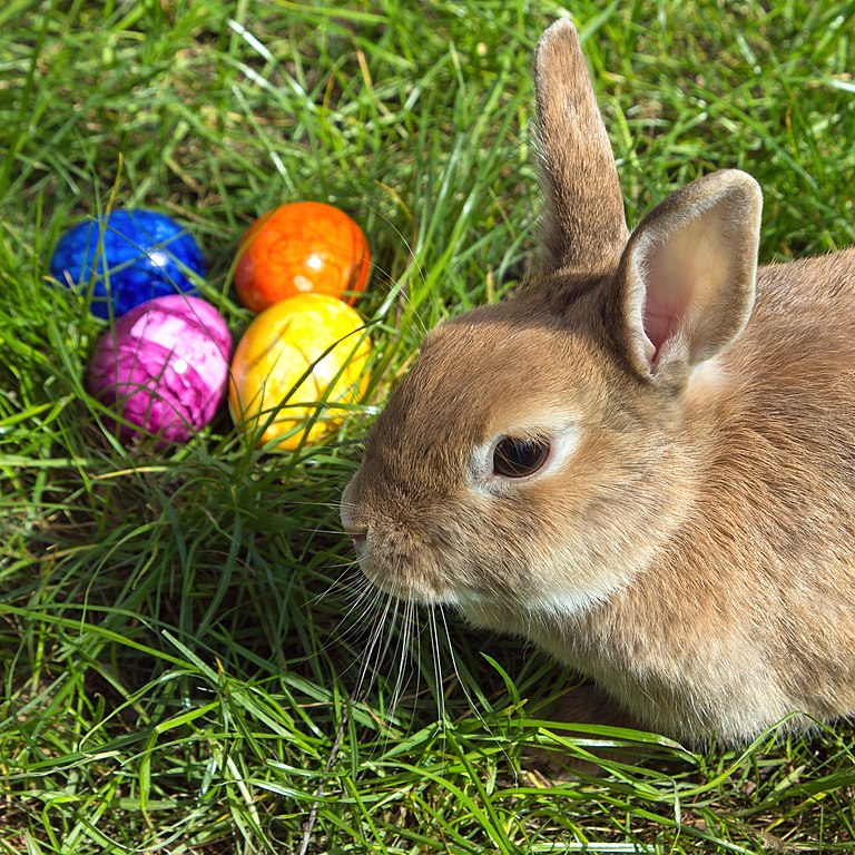 List 105+ Images is the easter bunny male or female Sharp