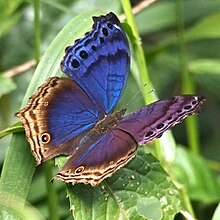 Eastern Blue Beauty (14706325064).jpg