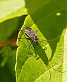 * Nomination Eastern boxelder bug in Prospect Park (Brooklyn, NY, USA) --Rhododendrites 01:42, 29 July 2024 (UTC) * Promotion  Support Good quality. --Bgag 02:40, 29 July 2024 (UTC)