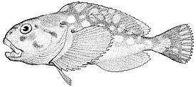 Ebinania brephocephala