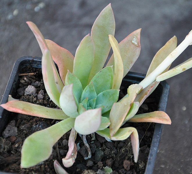 File:Echeveria sessiliflora var. corallina.jpg