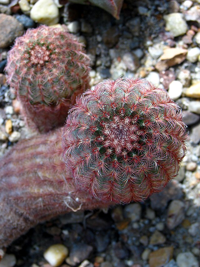 Description de l'image Echinocereus pectinatus 01.jpg.