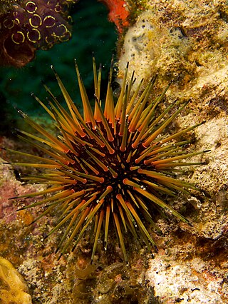 <i>Echinometra viridis</i> Species of sea urchin