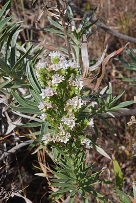 Echium brevirame