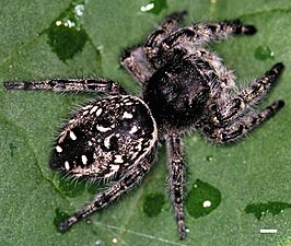 Phidippus purpuratus